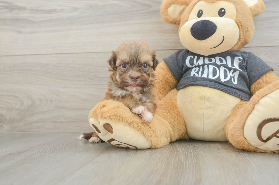 5 week old Havanese Puppy For Sale - Puppy Love PR