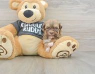 7 week old Havanese Puppy For Sale - Puppy Love PR