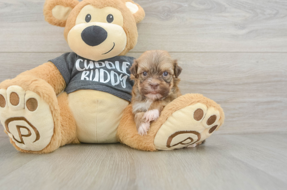 7 week old Havanese Puppy For Sale - Puppy Love PR