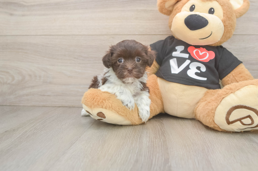 5 week old Havanese Puppy For Sale - Puppy Love PR