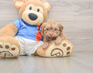 7 week old Havanese Puppy For Sale - Puppy Love PR