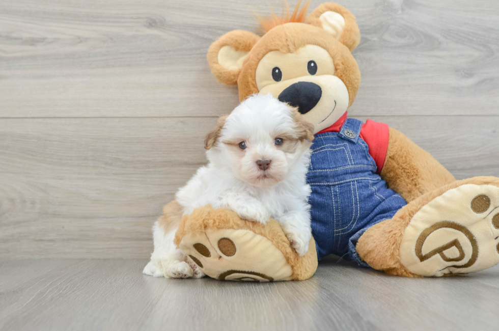 5 week old Havanese Puppy For Sale - Puppy Love PR