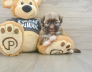 5 week old Havanese Puppy For Sale - Puppy Love PR