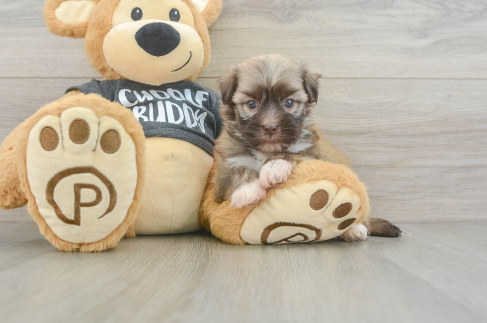 5 week old Havanese Puppy For Sale - Puppy Love PR