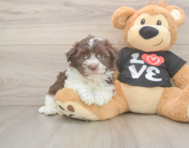 5 week old Havanese Puppy For Sale - Puppy Love PR