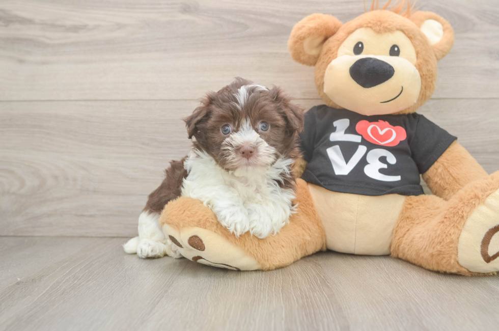 5 week old Havanese Puppy For Sale - Puppy Love PR