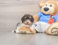 7 week old Havanese Puppy For Sale - Puppy Love PR
