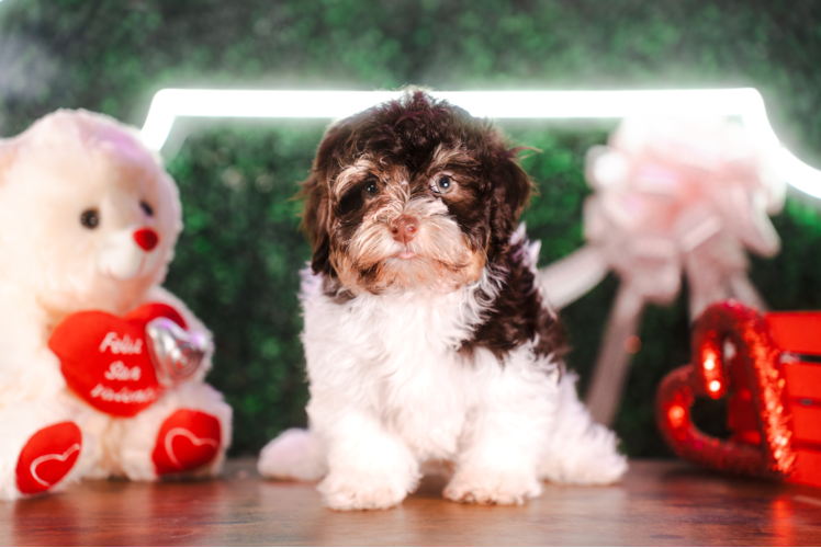 Cute Havaneser Purebred Puppy