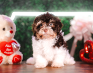 10 week old Havanese Puppy For Sale - Puppy Love PR