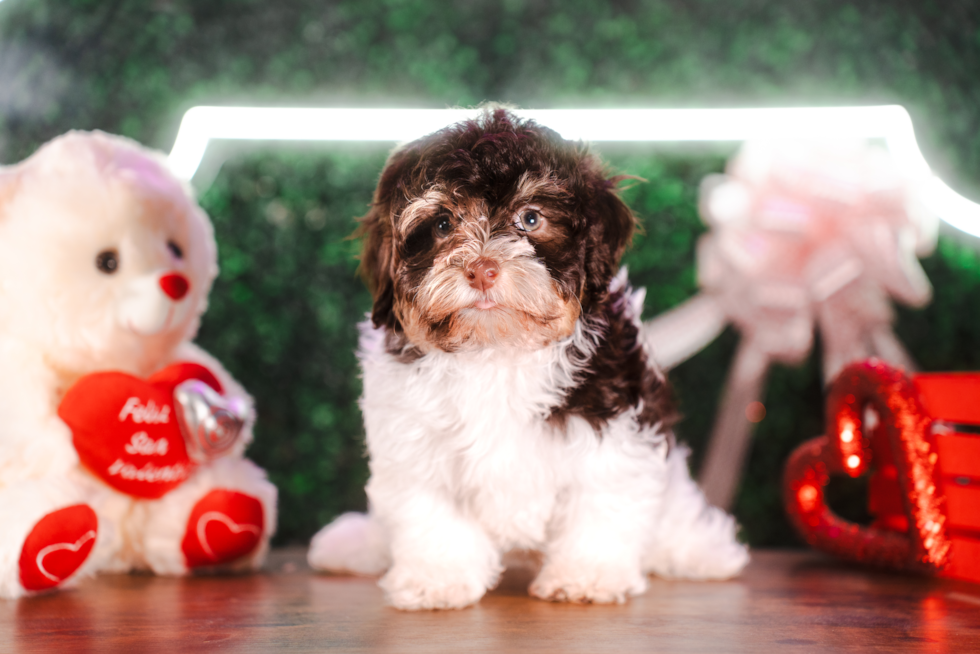Cute Havaneser Purebred Puppy