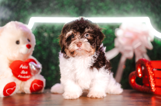 Cute Havaneser Purebred Puppy