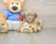6 week old Havanese Puppy For Sale - Puppy Love PR