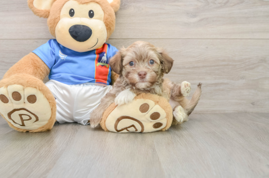 Adorable Havaneser Purebred Puppy