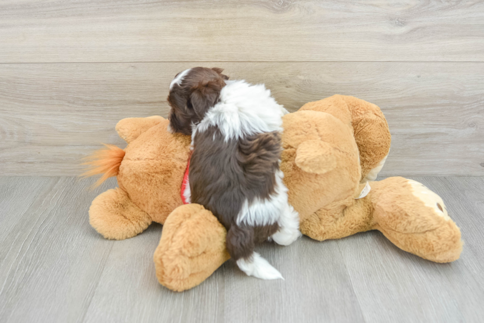 Small Havanese Baby