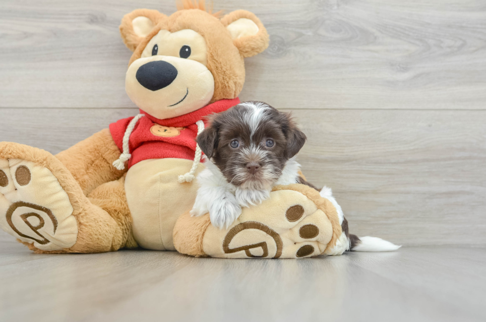 5 week old Havanese Puppy For Sale - Puppy Love PR