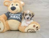 6 week old Havanese Puppy For Sale - Puppy Love PR