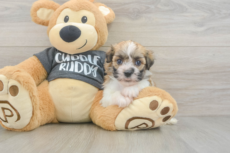 5 week old Havanese Puppy For Sale - Puppy Love PR