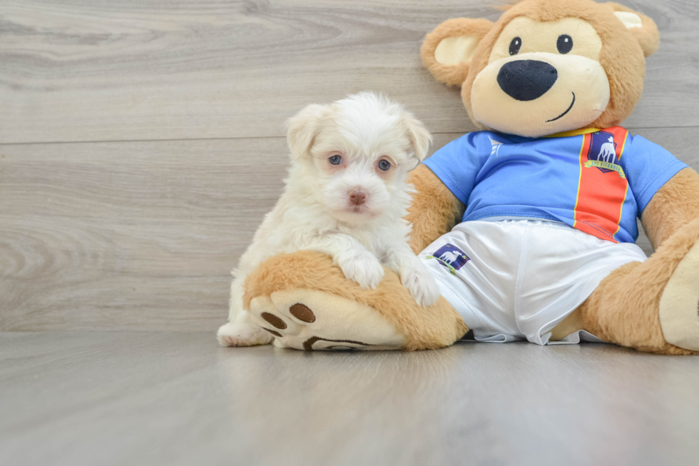 Fluffy Havanese Cuban Bichon Purebred Puppy