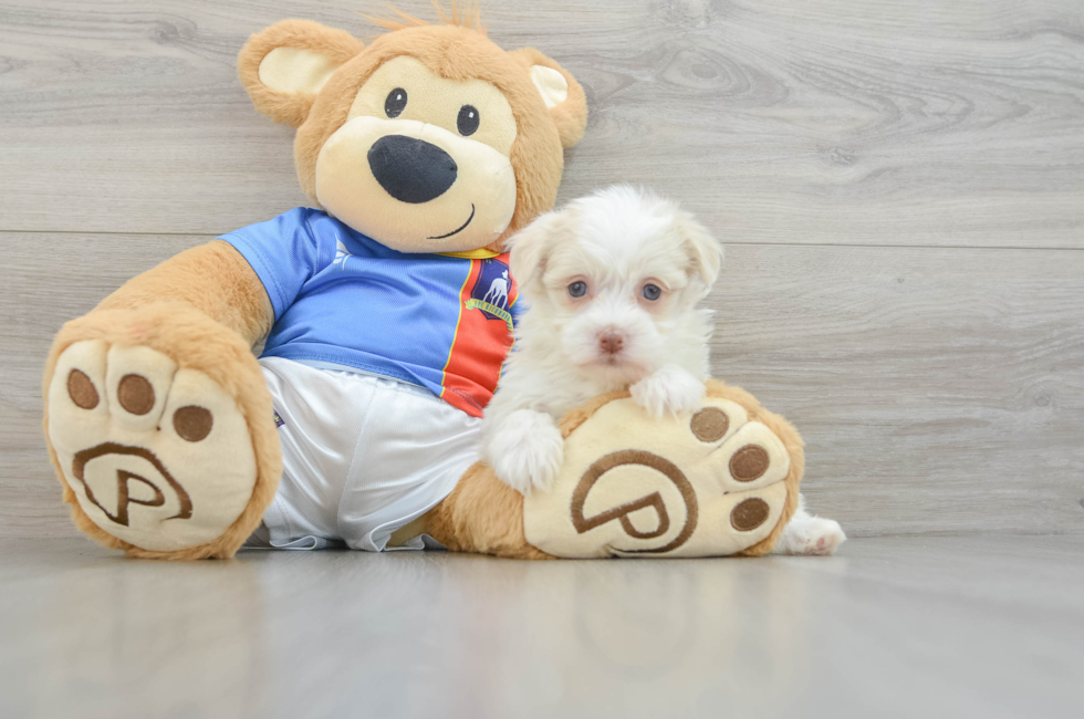 6 week old Havanese Puppy For Sale - Puppy Love PR