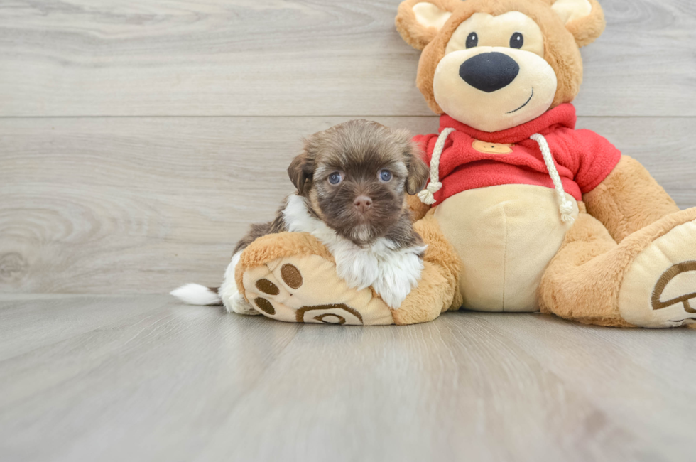 5 week old Havanese Puppy For Sale - Puppy Love PR