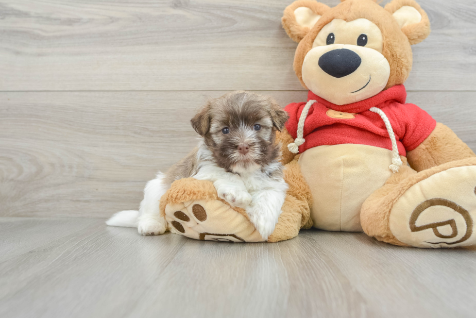 Funny Havanese Purebred Pup