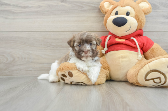 Funny Havanese Purebred Pup