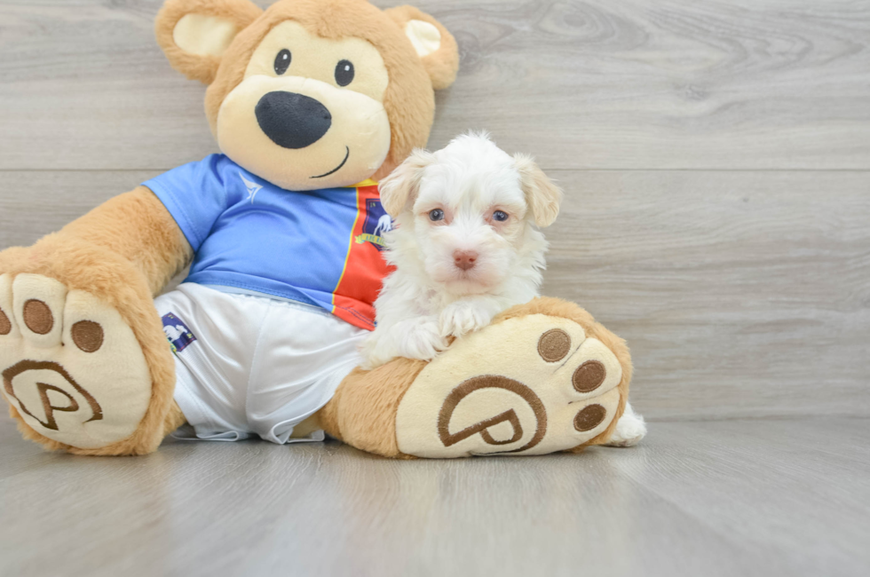 6 week old Havanese Puppy For Sale - Puppy Love PR