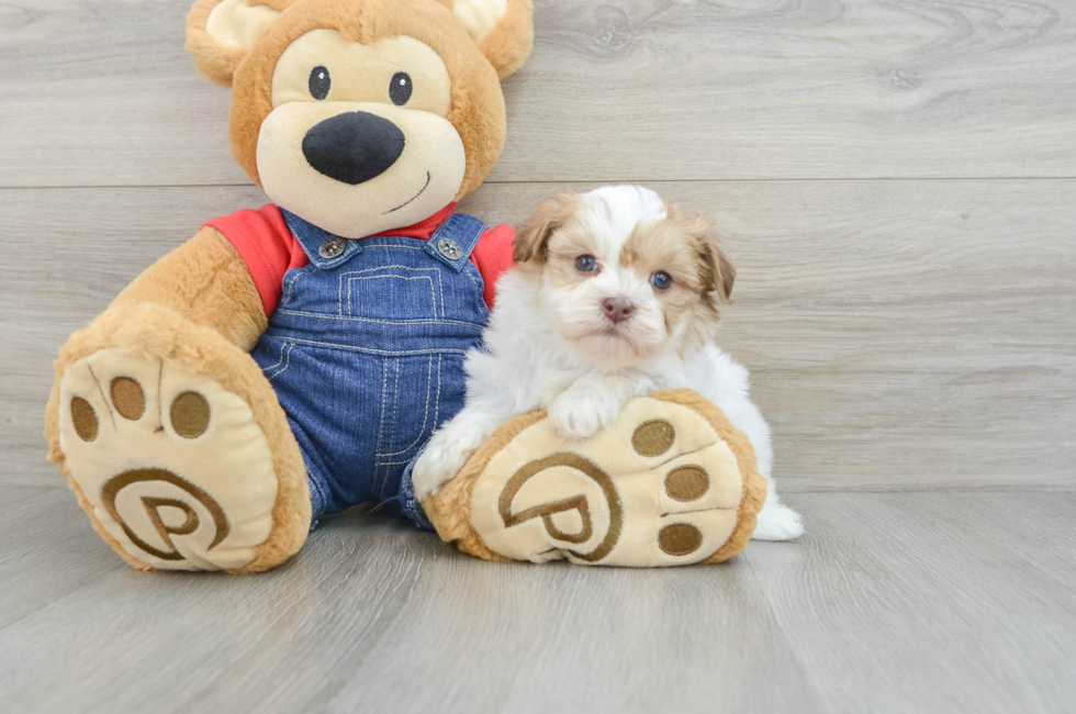 5 week old Havanese Puppy For Sale - Puppy Love PR