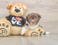 5 week old Havanese Puppy For Sale - Puppy Love PR