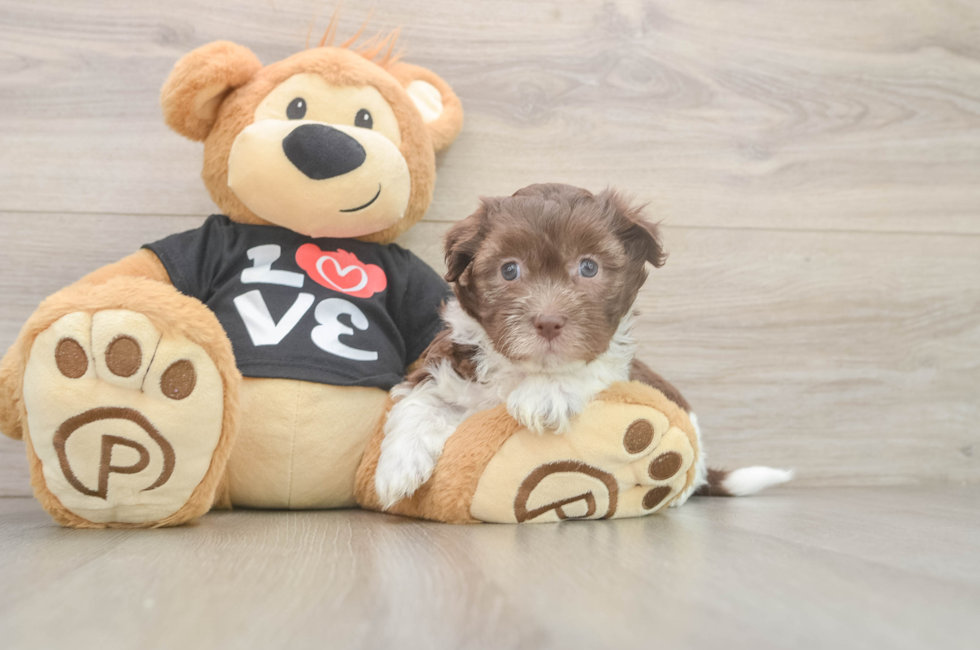 5 week old Havanese Puppy For Sale - Puppy Love PR