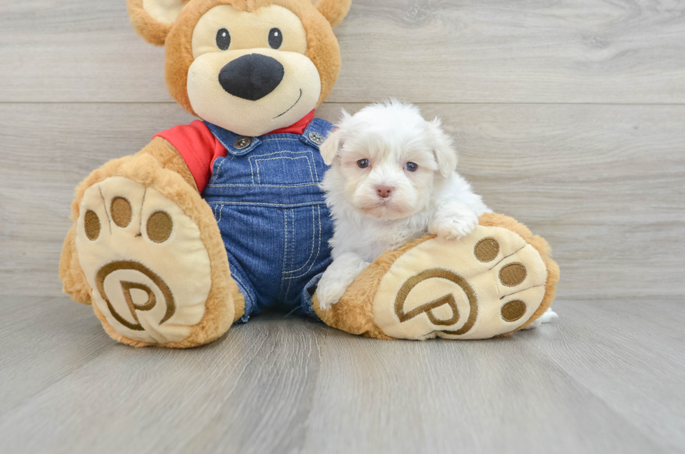 5 week old Havanese Puppy For Sale - Puppy Love PR