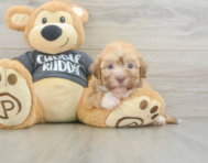 5 week old Havanese Puppy For Sale - Puppy Love PR