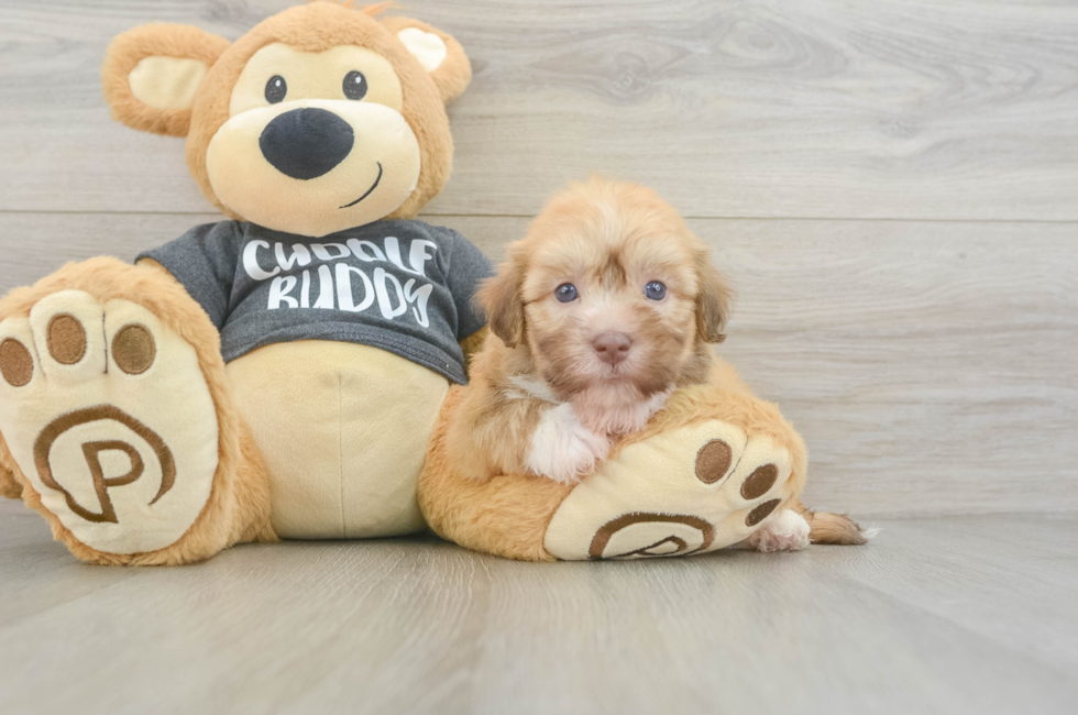 5 week old Havanese Puppy For Sale - Puppy Love PR