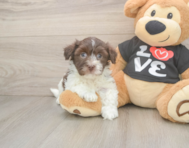 5 week old Havanese Puppy For Sale - Puppy Love PR