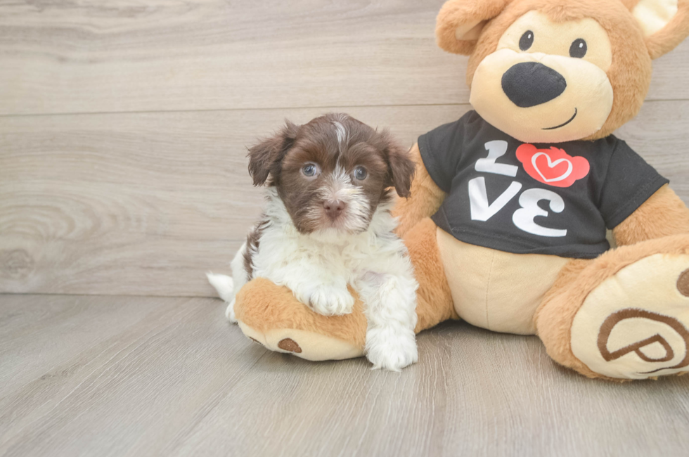 5 week old Havanese Puppy For Sale - Puppy Love PR