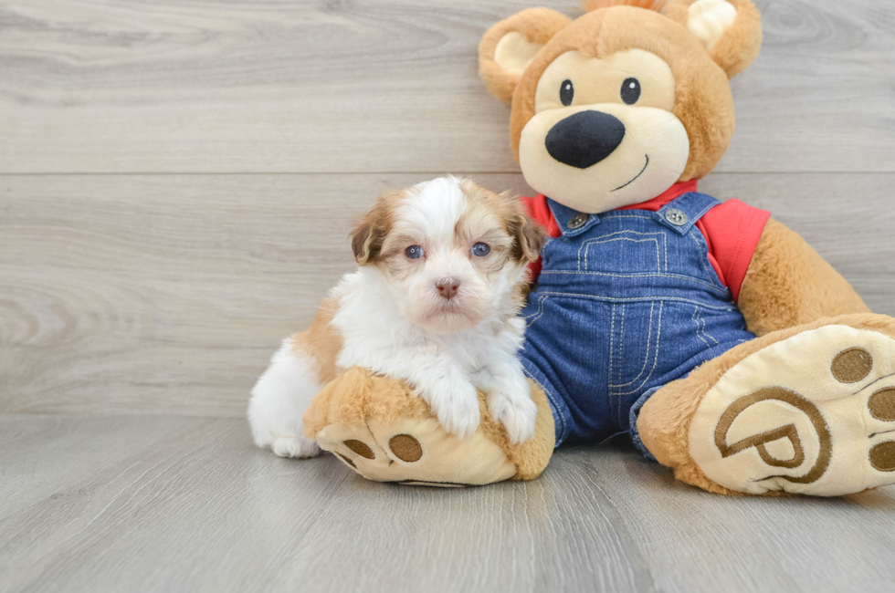 5 week old Havanese Puppy For Sale - Puppy Love PR