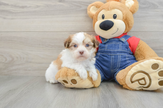 Popular Havanese Baby