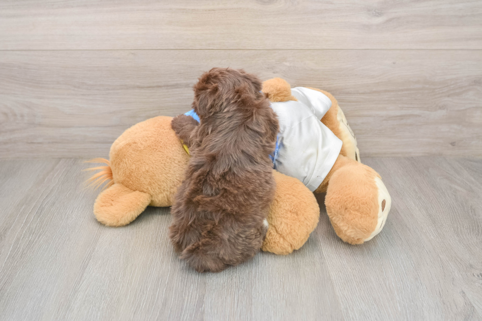 Little Havanese Baby