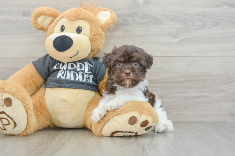 5 week old Havanese Puppy For Sale - Puppy Love PR