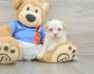 7 week old Havanese Puppy For Sale - Puppy Love PR