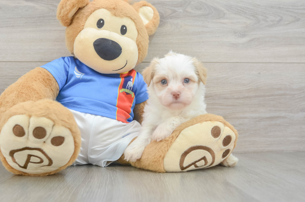 5 week old Havanese Puppy For Sale - Puppy Love PR
