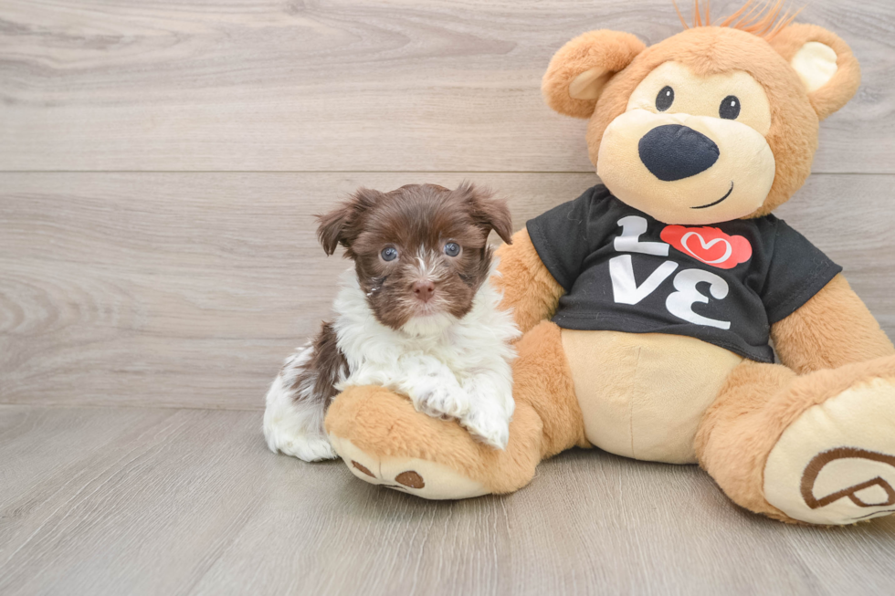 Havanese Puppy for Adoption