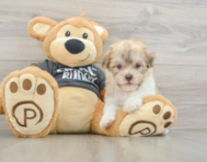8 week old Havanese Puppy For Sale - Puppy Love PR