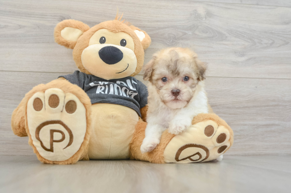 5 week old Havanese Puppy For Sale - Puppy Love PR