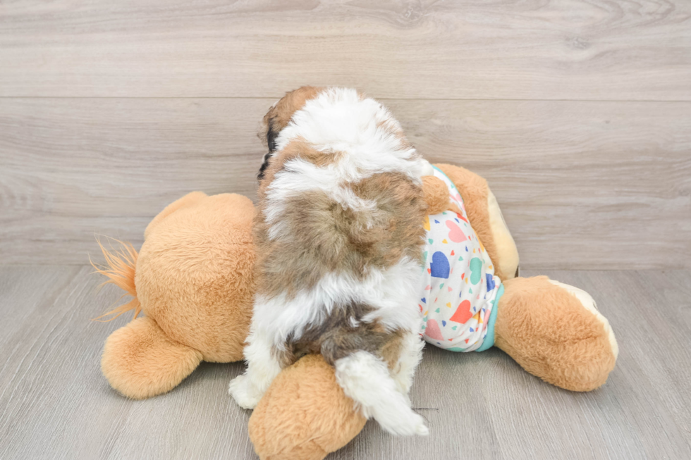 Hypoallergenic Havanese Baby