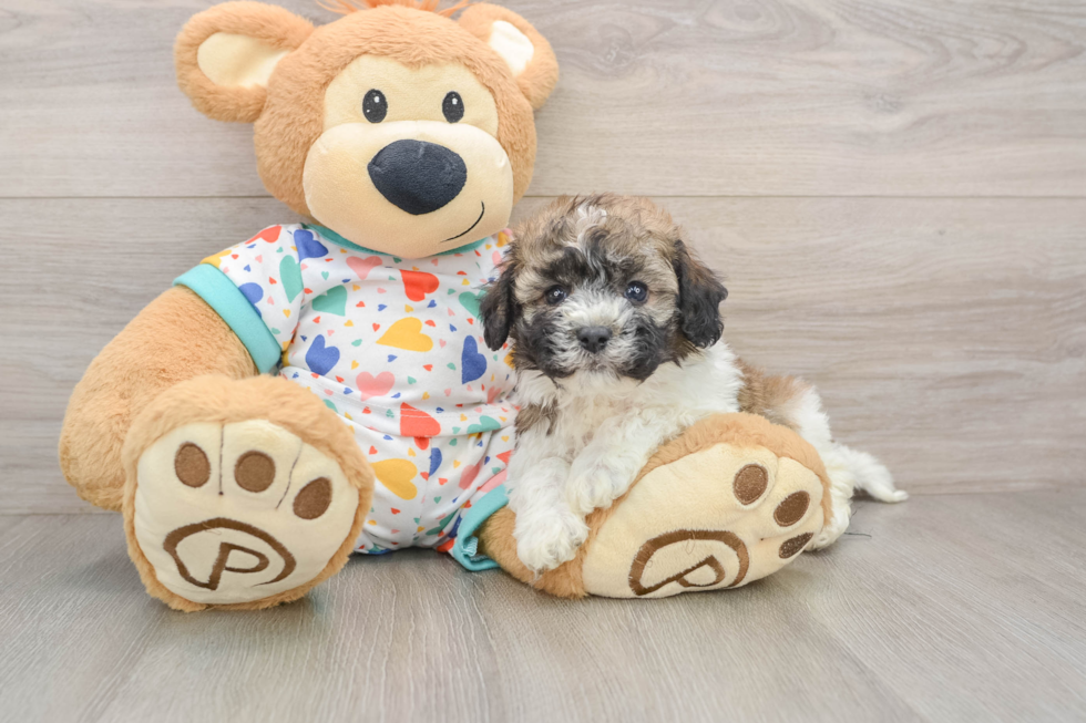 Playful Havanese Purebred Pup