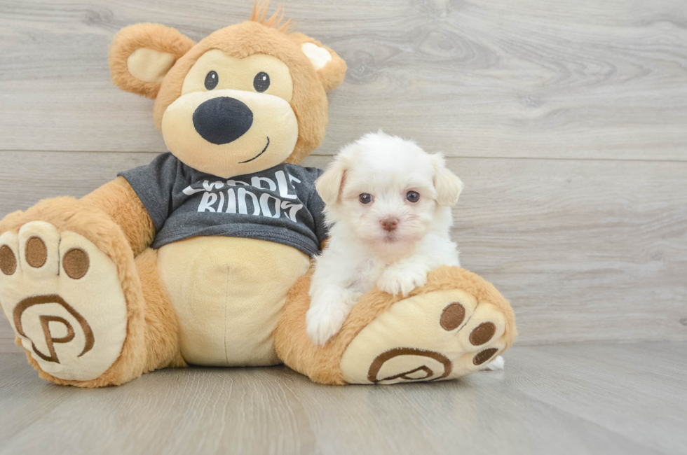 5 week old Havanese Puppy For Sale - Puppy Love PR