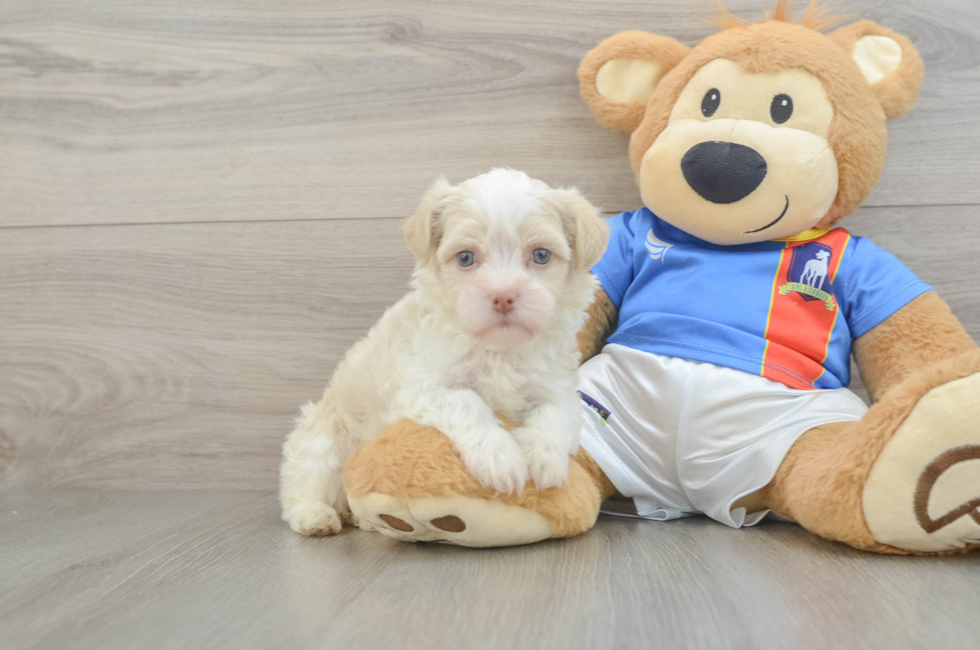 5 week old Havanese Puppy For Sale - Puppy Love PR