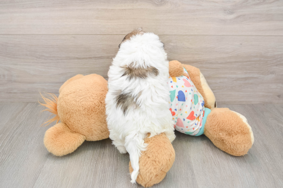 Akc Registered Havanese Baby