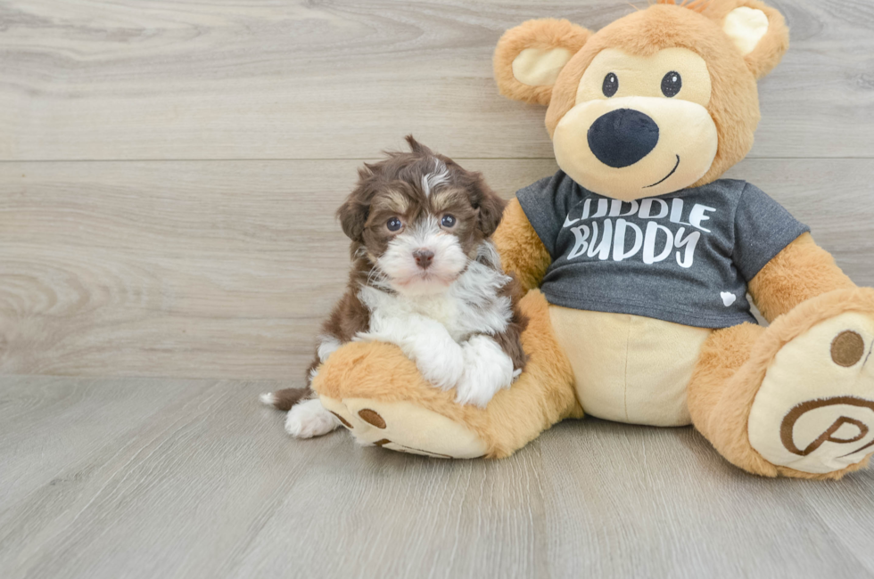 6 week old Havanese Puppy For Sale - Puppy Love PR